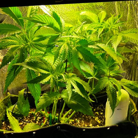 Zombie Kush growlog timeline photo