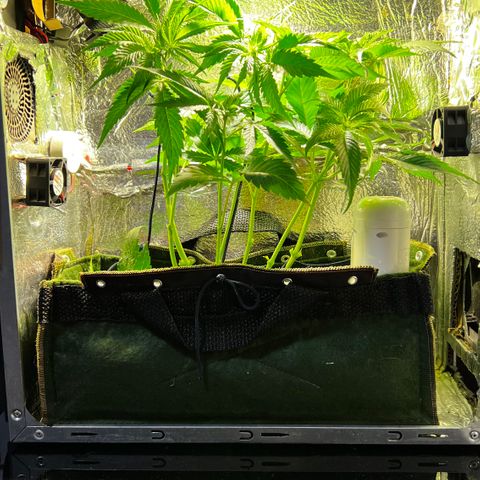 Zombie Kush growlog timeline photo
