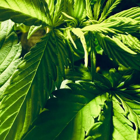 Zombie Kush growlog timeline photo