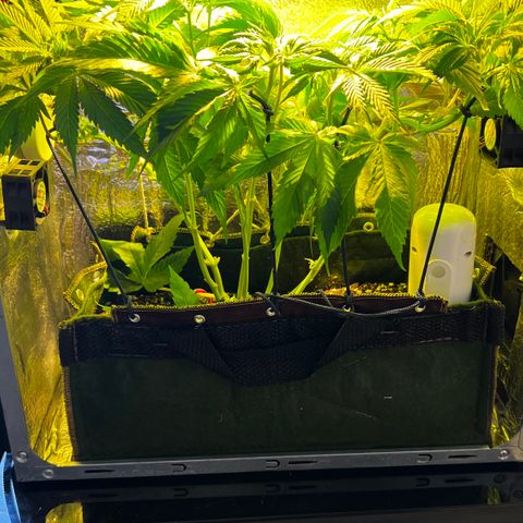 Zombie Kush growlog timeline photo