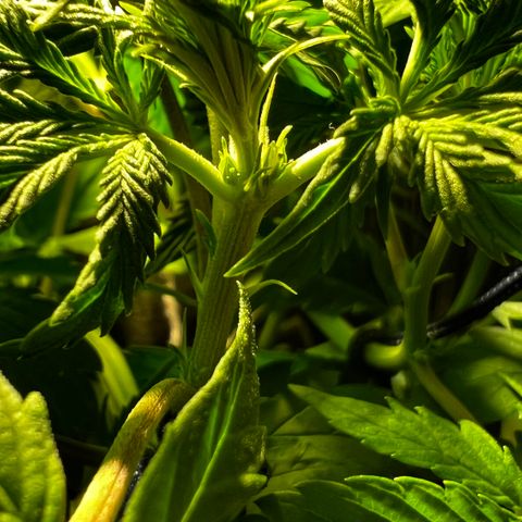 Zombie Kush growlog timeline photo