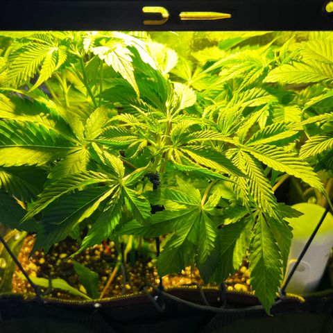 Zombie Kush growlog timeline photo