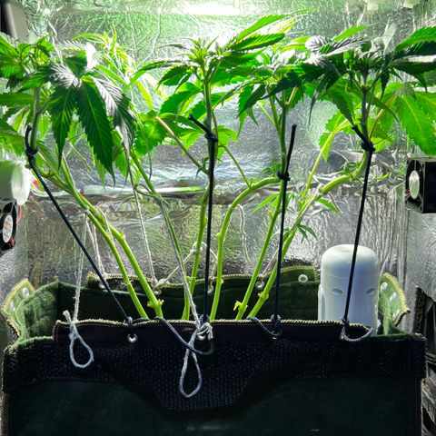 Zombie Kush growlog timeline photo