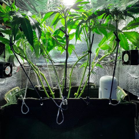 Zombie Kush growlog timeline photo