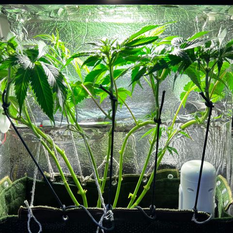 Zombie Kush growlog timeline photo