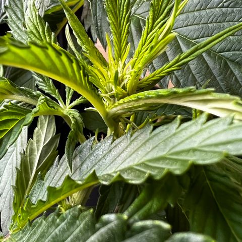 Zombie Kush growlog timeline photo