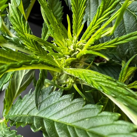 Zombie Kush growlog timeline photo