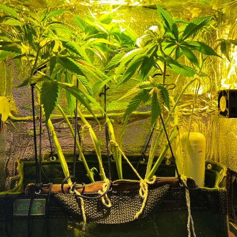 Zombie Kush growlog timeline photo