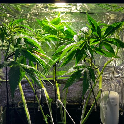 Zombie Kush growlog timeline photo