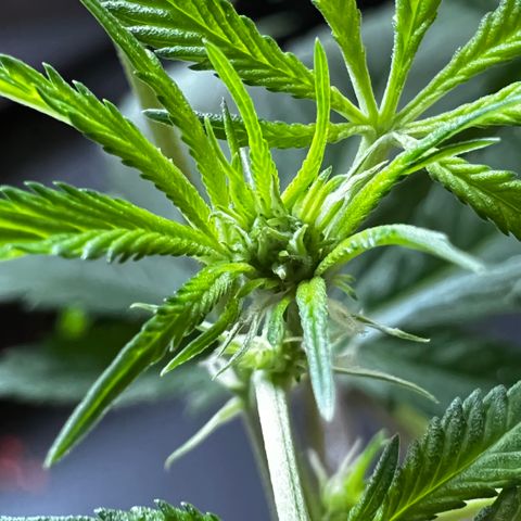 Zombie Kush growlog timeline photo