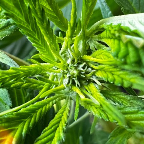 Zombie Kush growlog timeline photo