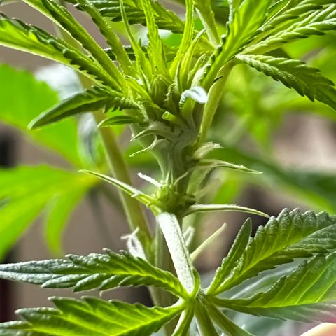 Zombie Kush growlog timeline photo