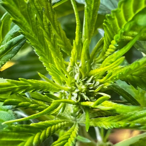 Zombie Kush growlog timeline photo
