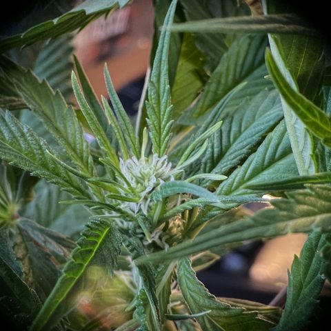 Zombie Kush growlog timeline photo