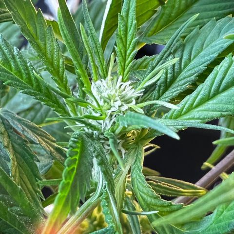 Zombie Kush growlog timeline photo