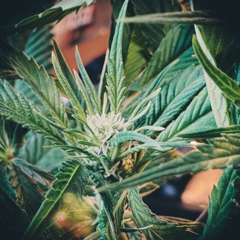 Zombie Kush growlog timeline photo