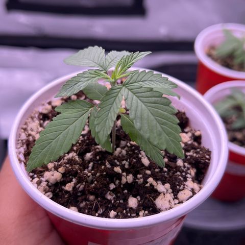 Amnesia Haze 1 growlog timeline photo