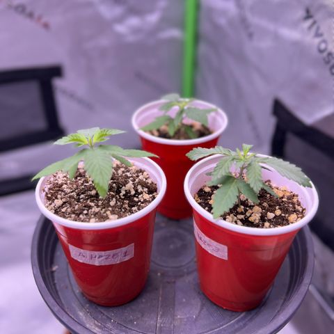 Amnesia Haze 1 growlog timeline photo