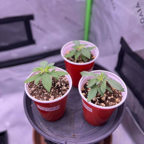 Amnesia Haze 1 growlog timeline photo