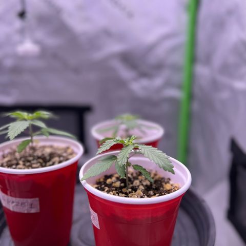 Amnesia Haze 1 growlog timeline photo