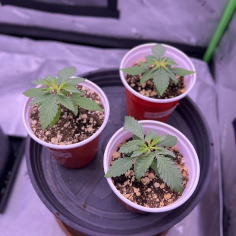 Amnesia Haze 1 growlog timeline photo