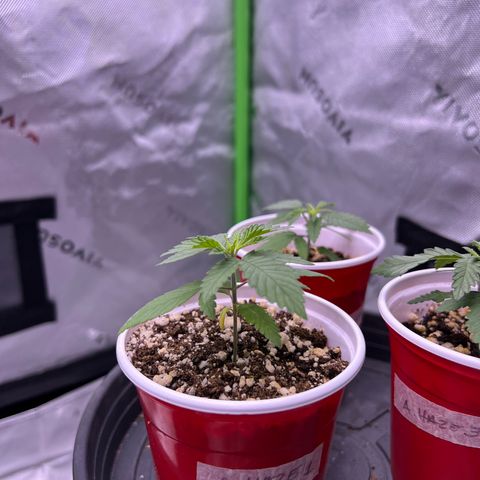 Amnesia Haze 1 growlog timeline photo