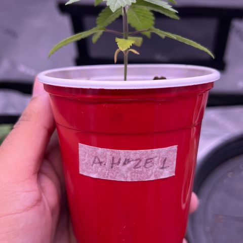 Amnesia Haze 1 growlog timeline photo