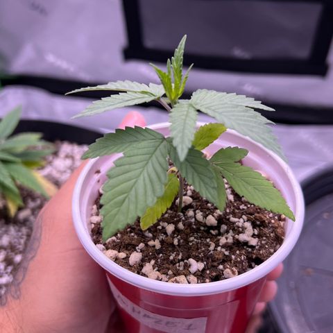 Amnesia Haze 1 growlog timeline photo
