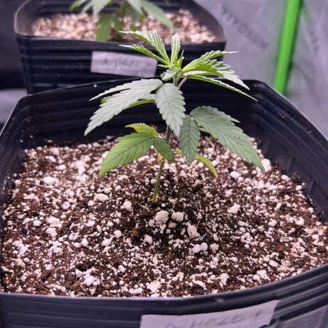 Amnesia Haze 1 growlog timeline photo