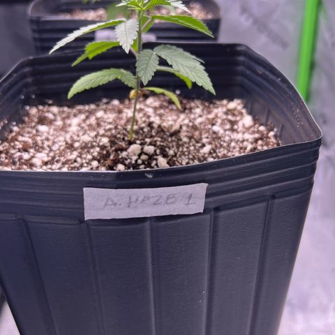 Amnesia Haze 1 growlog timeline photo