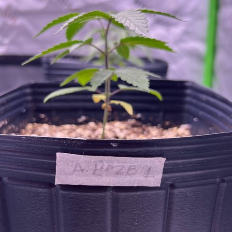 Amnesia Haze 1 growlog timeline photo
