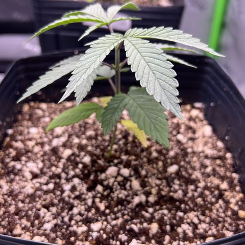 Amnesia Haze 1 growlog timeline photo