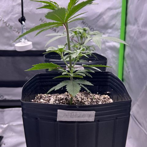 Amnesia Haze 1 growlog timeline photo
