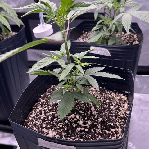 Amnesia Haze 1 growlog timeline photo