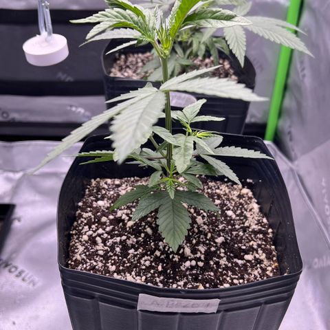 Amnesia Haze 1 growlog timeline photo