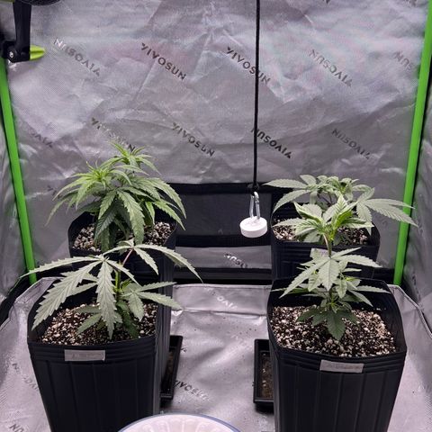 Amnesia Haze 1 growlog timeline photo