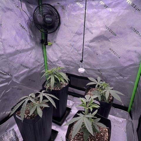 Amnesia Haze 1 growlog timeline photo