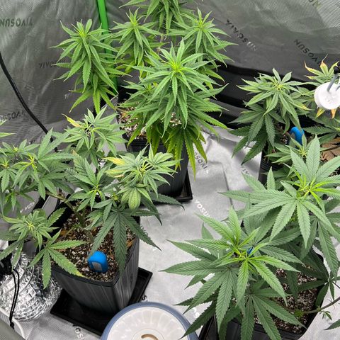 Amnesia Haze 1 growlog timeline photo