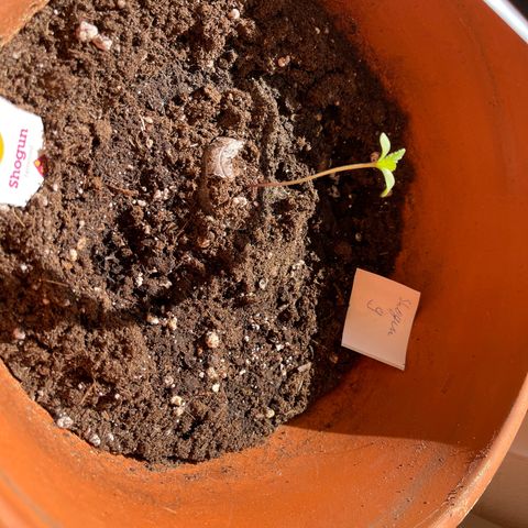 Shogun growlog timeline photo