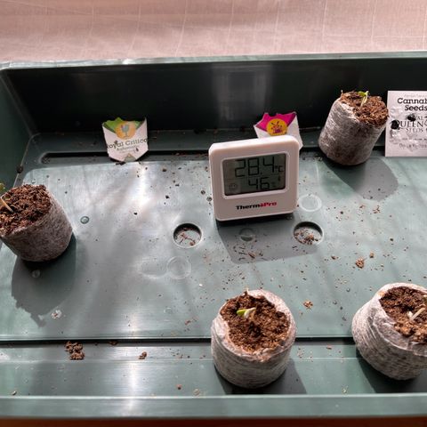Shogun growlog timeline photo
