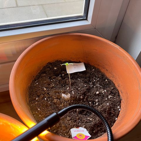 Shogun growlog timeline photo