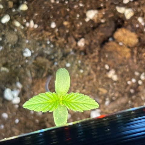 Shogun growlog timeline photo