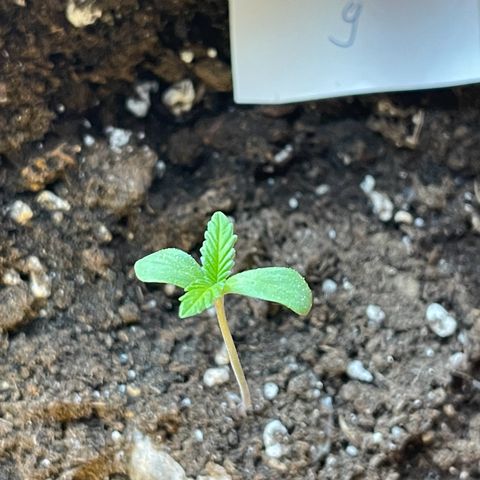 Shogun growlog timeline photo