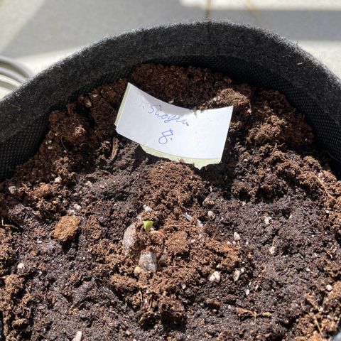 Shogun growlog timeline photo