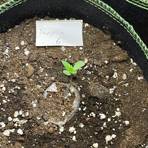 Shogun growlog timeline photo