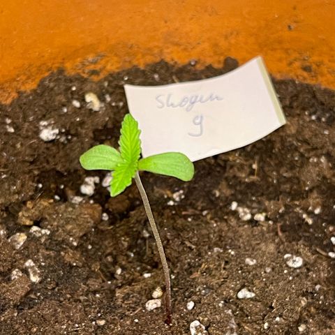Shogun growlog timeline photo