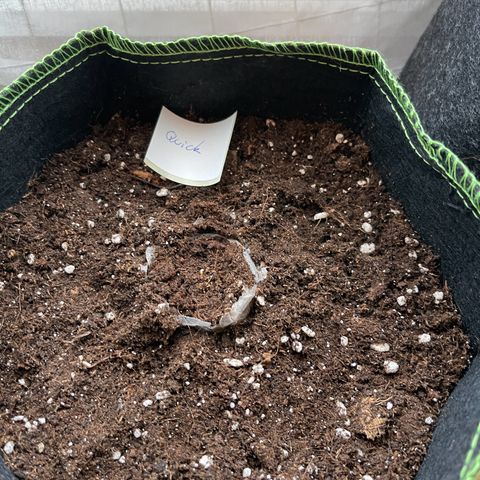 Quick One growlog timeline photo