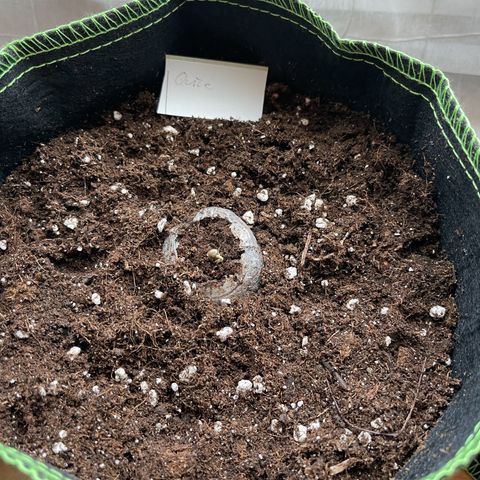 Quick One growlog timeline photo