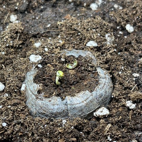 Quick One growlog timeline photo