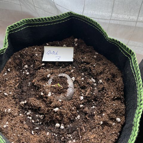 Quick One growlog timeline photo